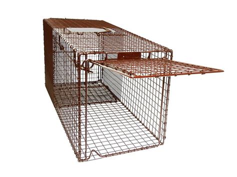 Where to Get Traps for Feral or Stray Cats - Cats in Action