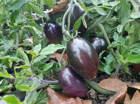 27 Purple Tomato Varieties (Taste, Differences, & How to Grow)