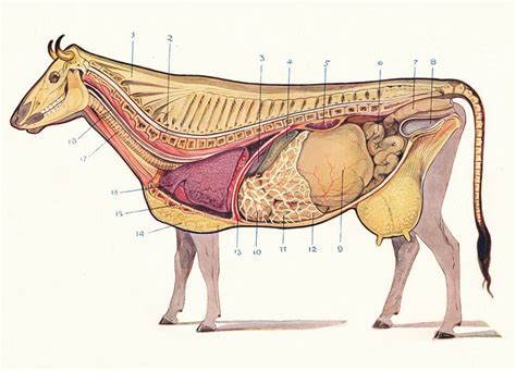 The 12 Animal Organ Systems