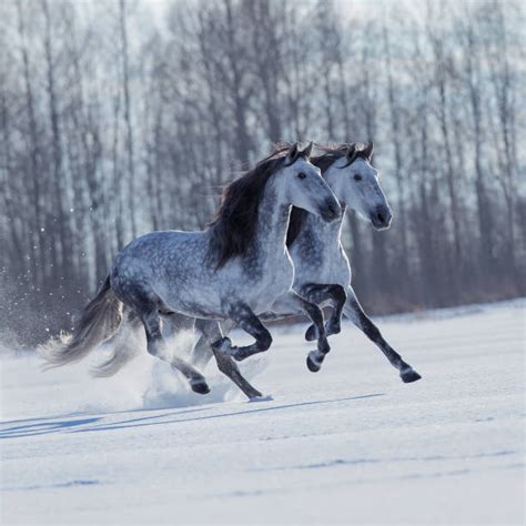 130+ White Horse Running In Snow Stock Photos, Pictures & Royalty-Free ...