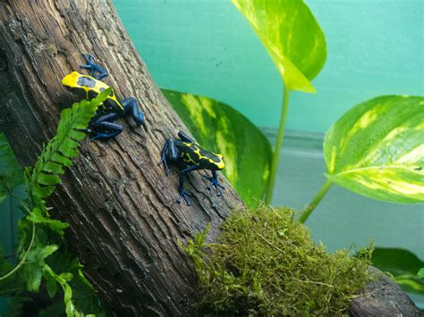 Blue Poison Dart Frog Habitat