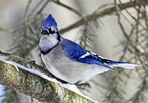 Blue Jay In Winter Photograph by Rodney Campbell