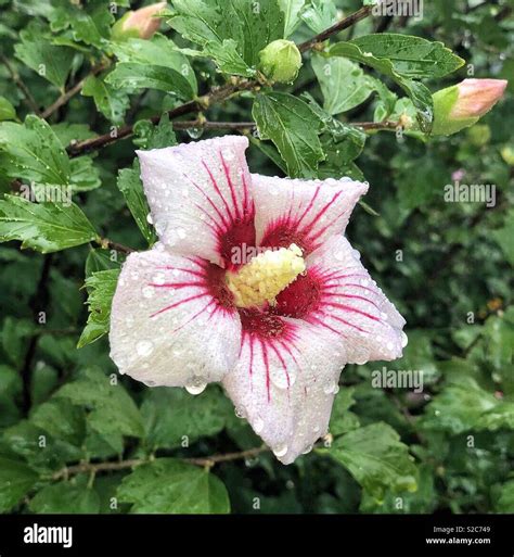 This flower is korean traditional flower. Name is rose of sharon. This flower is taken by ...