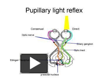 PPT – Pupillary light reflex PowerPoint presentation | free to view - id: 1d0027-ZDc1Z