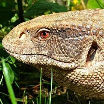 Savannah Monitors can make incredible reptile pets when properly cared ...