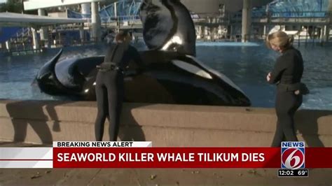 Seaworld Killer Whale Tilikum