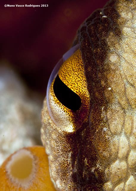 Octopus eye close up | Flickr - Photo Sharing!