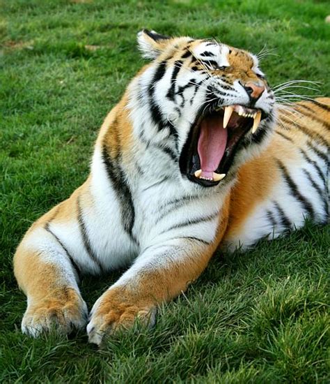 Tiger Claw Pictures, Images and Stock Photos - iStock