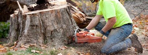 Best Chainsaw Stump Grinder - Top Four Reviewed 2021