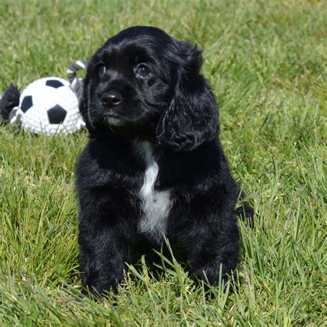 Cocker Spaniel - Ridgetop Kennels