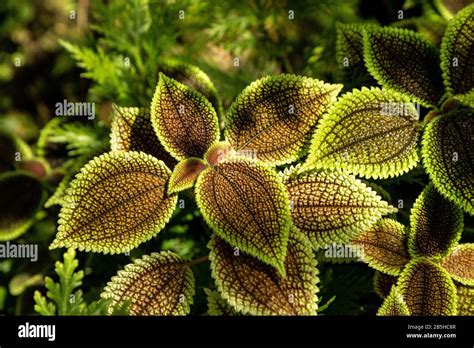 Urticaceae Pilea moon valley Panamiga friendship plant background with deep green leaves lined ...