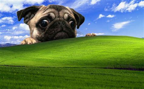 Papel de parede : grama, verde, cachorro, Windows XP, Pug, flor, vertebrado, Cão, como, mamífero ...