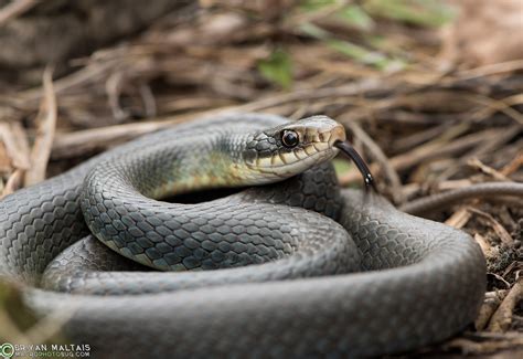 Eastern Yellow-belly Racer in Missouri