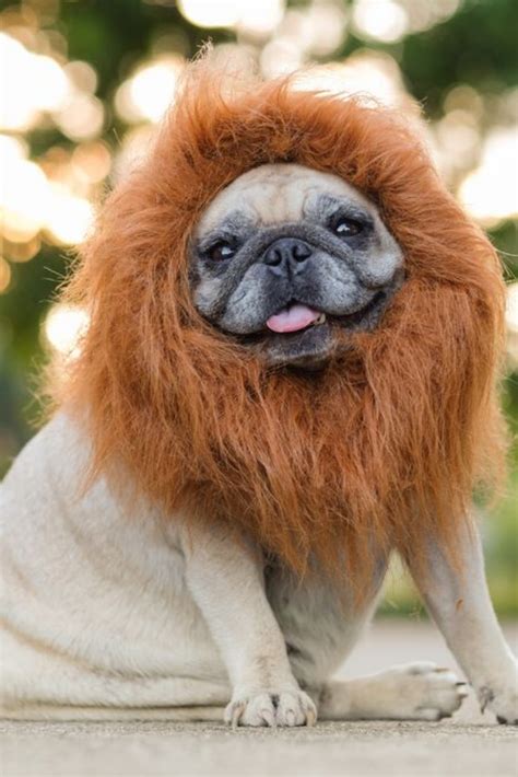 Funny face of #pug dog with lion costume. | Cute pugs, Baby pugs, Cute baby pugs