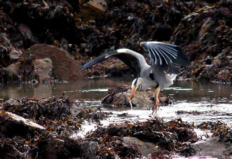 Anglesey Wildlife Photographer - Home