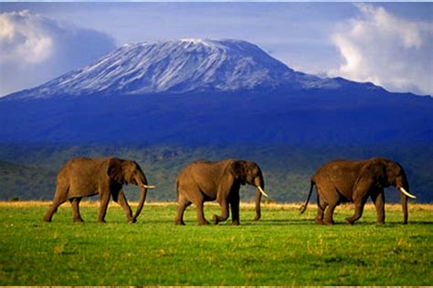 5 Days Pentagon Amboseli National Park And Maasai Mara National Reserve Safari In Kenya - Kubwa ...