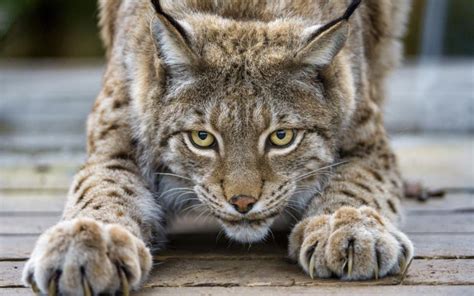 Cute lynx, cat, eyes, claws, face wallpaper | animals | Wallpaper Better