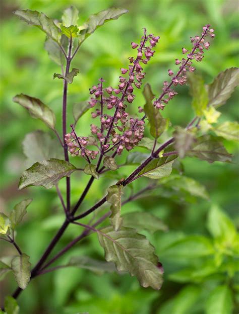 Holy basil | Description, Uses, Tulsi, Religious Significance, & Facts ...