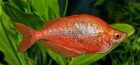 Red Rainbowfish (Glossolepis incisus) Species | TFH Magazine