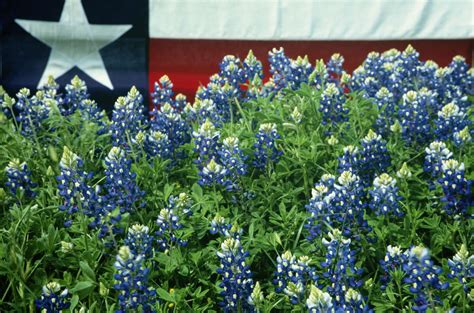 9 great places to see bluebonnets in Texas