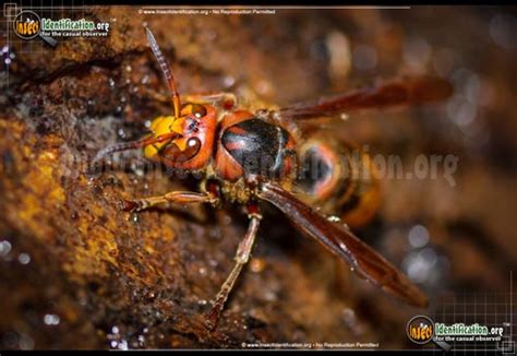 European Hornet