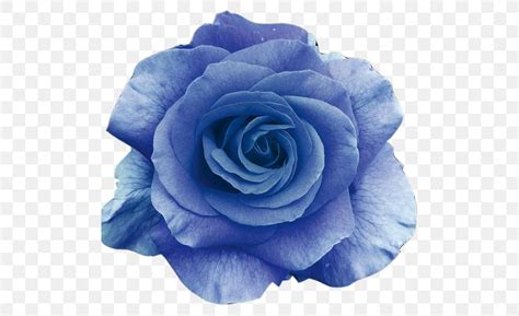 Flower Bouquet Blue Rose Wallpaper, PNG, 500x500px, Flower, Black Rose, Blue, Blue Flower, Blue ...