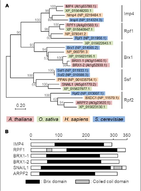 RBM27 gene | Semantic Scholar