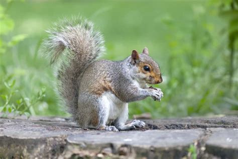 Squirrel Symbolism: 6 Spiritual Meanings of Squirrel