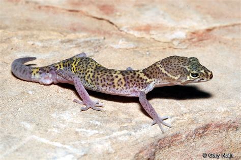 Basic Characteristics of the Texas Banded Gecko - Of a Turtle and a Gecko