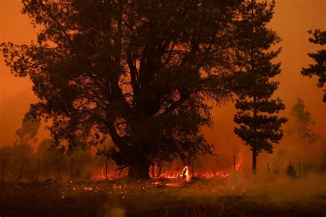 At least 23 dead as dozens of wildfires torch forests in Chile | Reuters