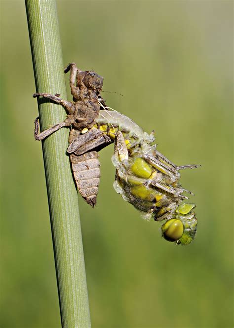 Metamorphosis | Insect Development, Adaptation & Evolution | Britannica