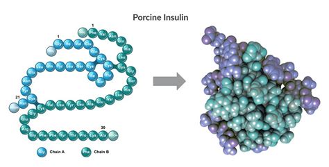 Insulin’s structure discovered - Chinmaya IAS Academy - Current Affairs