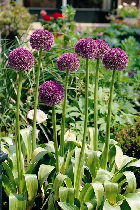 Alliums: Part Onion, All Flower! | HGTV