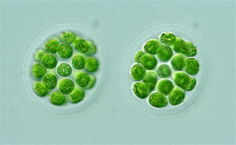 Protist Images: Eudorina cylindrica