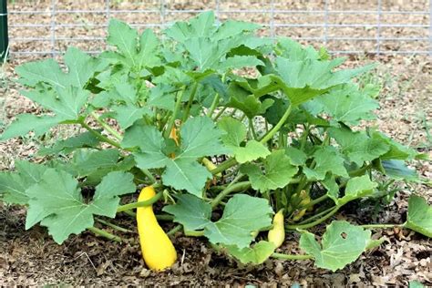 Can You Grow Zucchini on a Tomato Cage