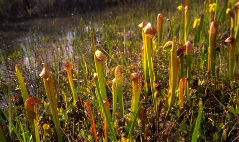 Okefenokee Swamp Plants