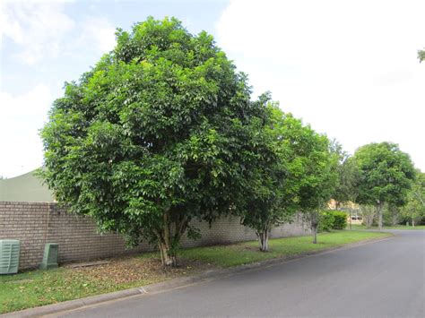 Harpullia Pendula: A Beautiful Australian Shade Tree