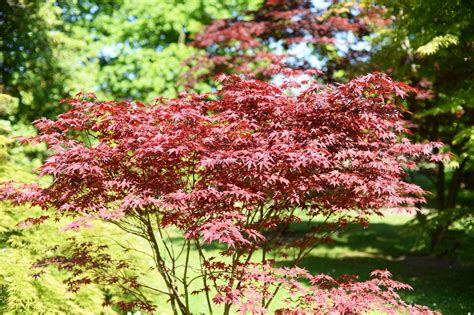 Everything You Need to Know About Bloodgood Japanese Maple Trees - This ...