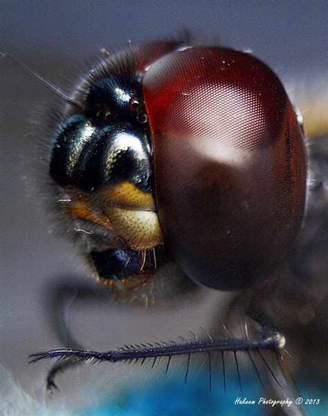 Hakeem Photography: Facet eye of Dragonfly