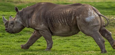 Yorkshire Wildlife Park Foundation Gives Double Boost to Critically Endangered Rhinos | News | YWPF