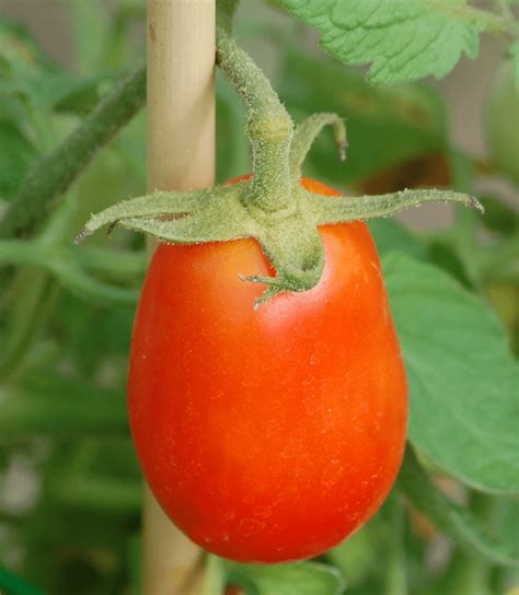 How to Grow Roma Tomatoes for a Fall Harvest | Vegetable Garden Blog