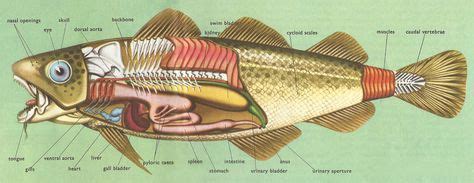 anatomy of the cod