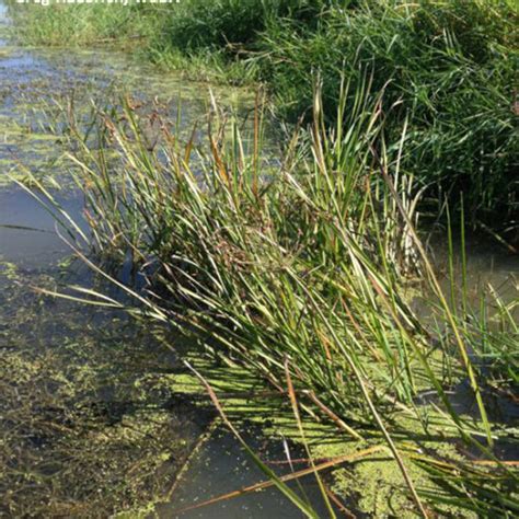 Washington State Noxious Weed Control Board