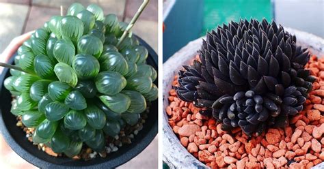 14 Of The Coolest Succulent Plants You Will Ever See And How You Can ...