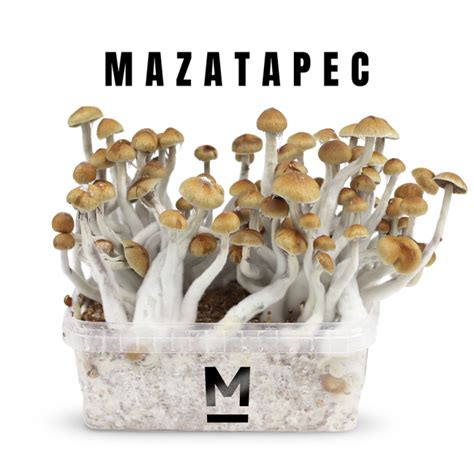 Buy Magic Mushroom Grow Kit Mazatapec by Mondo® Online