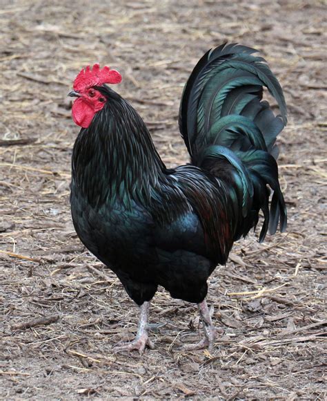 Bird 331 - proud black rooster | Black rooster, Rooster, Pet chickens