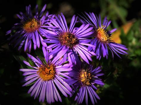 Autumn Asters Photograph by Lori Frisch - Fine Art America