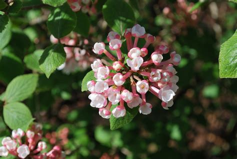 Viburnum Carlesii Aurora. Shrubs for Sale UK. Letsgoplanting.co.uk