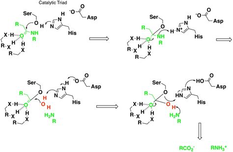 Serine Protease Inhibitors | Cambridge MedChem Consulting