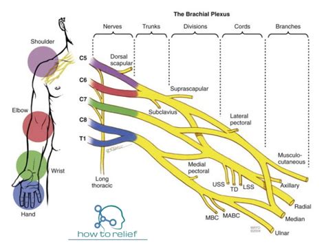 Musculocutaneous Nerve: Course, Motor, Sensory & Common Injuries » How To Relief